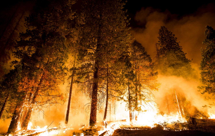 أشجار تاريخية مهددة بسبب الحرائق في كاليفورنيا